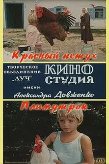 Red Rooster Plymouth Rock